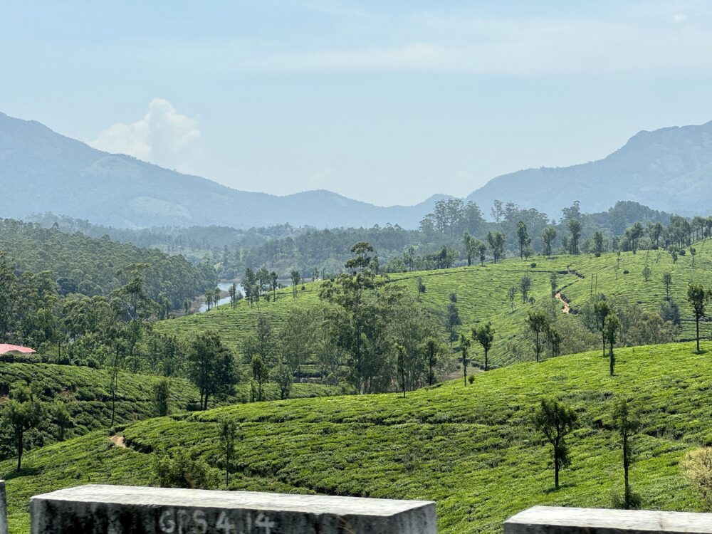 Tea plantations spread across rolling green hills with scattered trees and a distant mountain range under a blue sky; concrete blocks frame the foreground