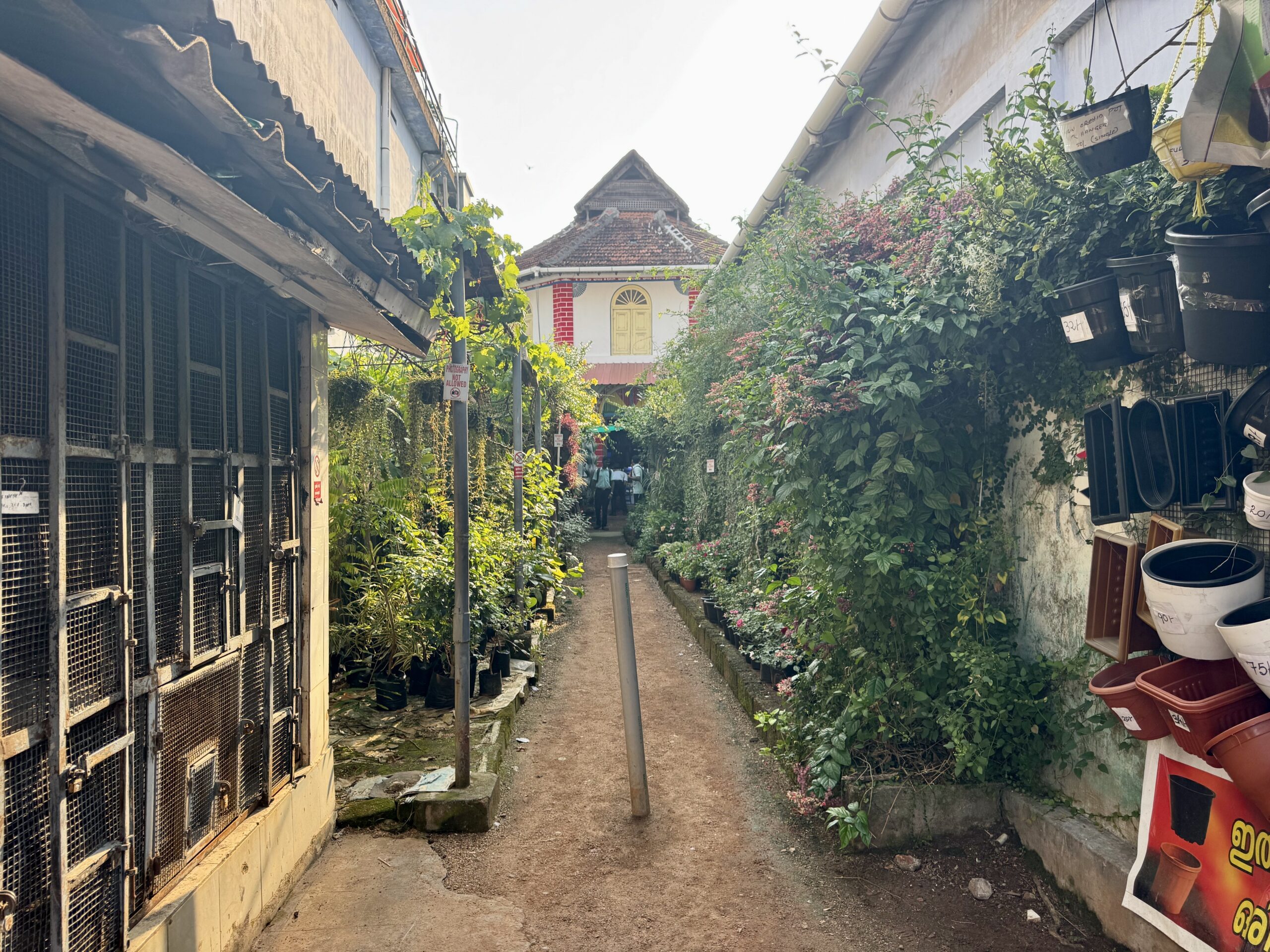Narrow urban alley with plants on both sides, leading to a small house with a yellow door and red-trimmed wall in the distance.