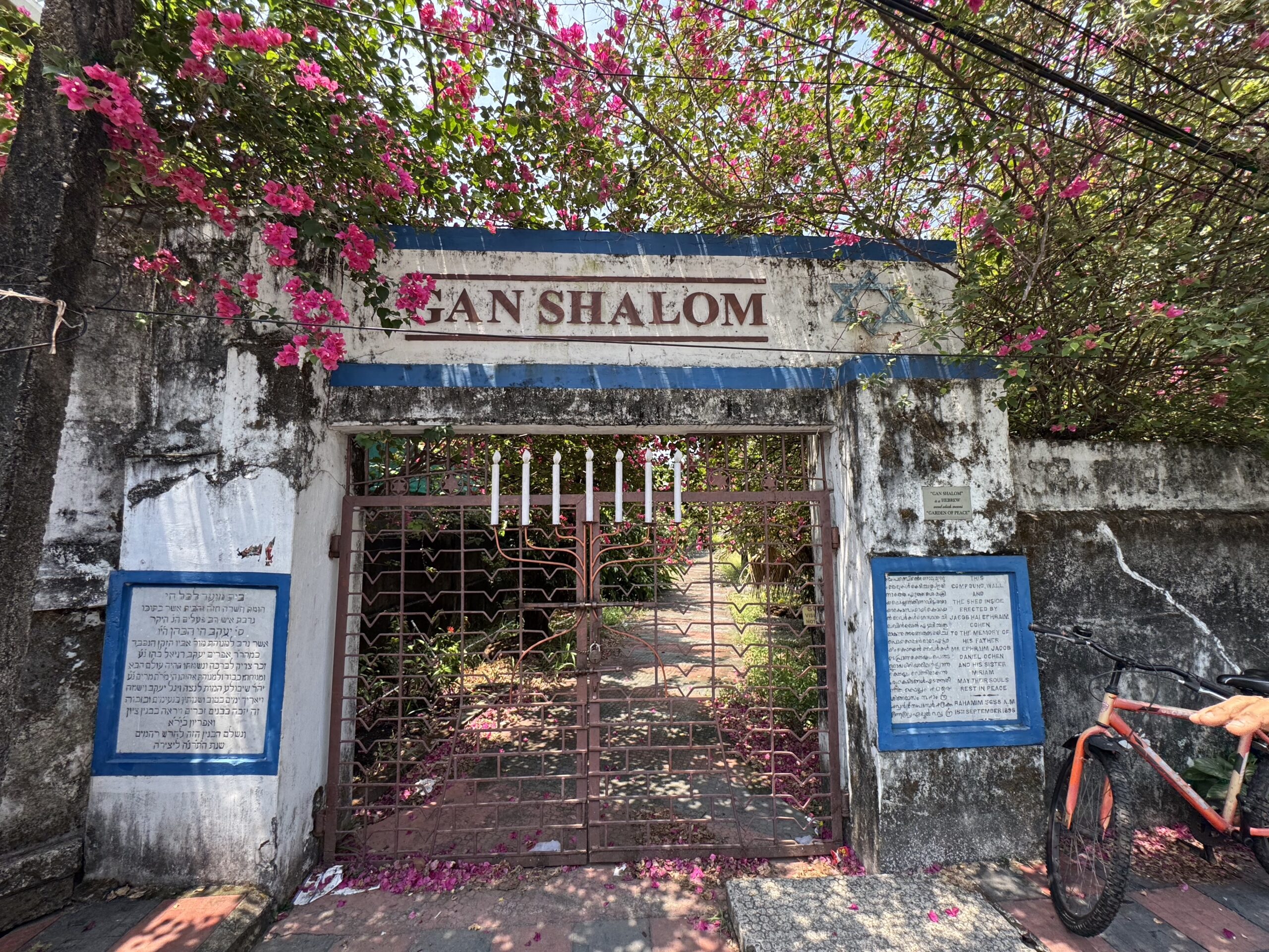 Entrance gate to Gan Shalom garden with a white wall and blue trim, pink bougainvillea draping over the top.