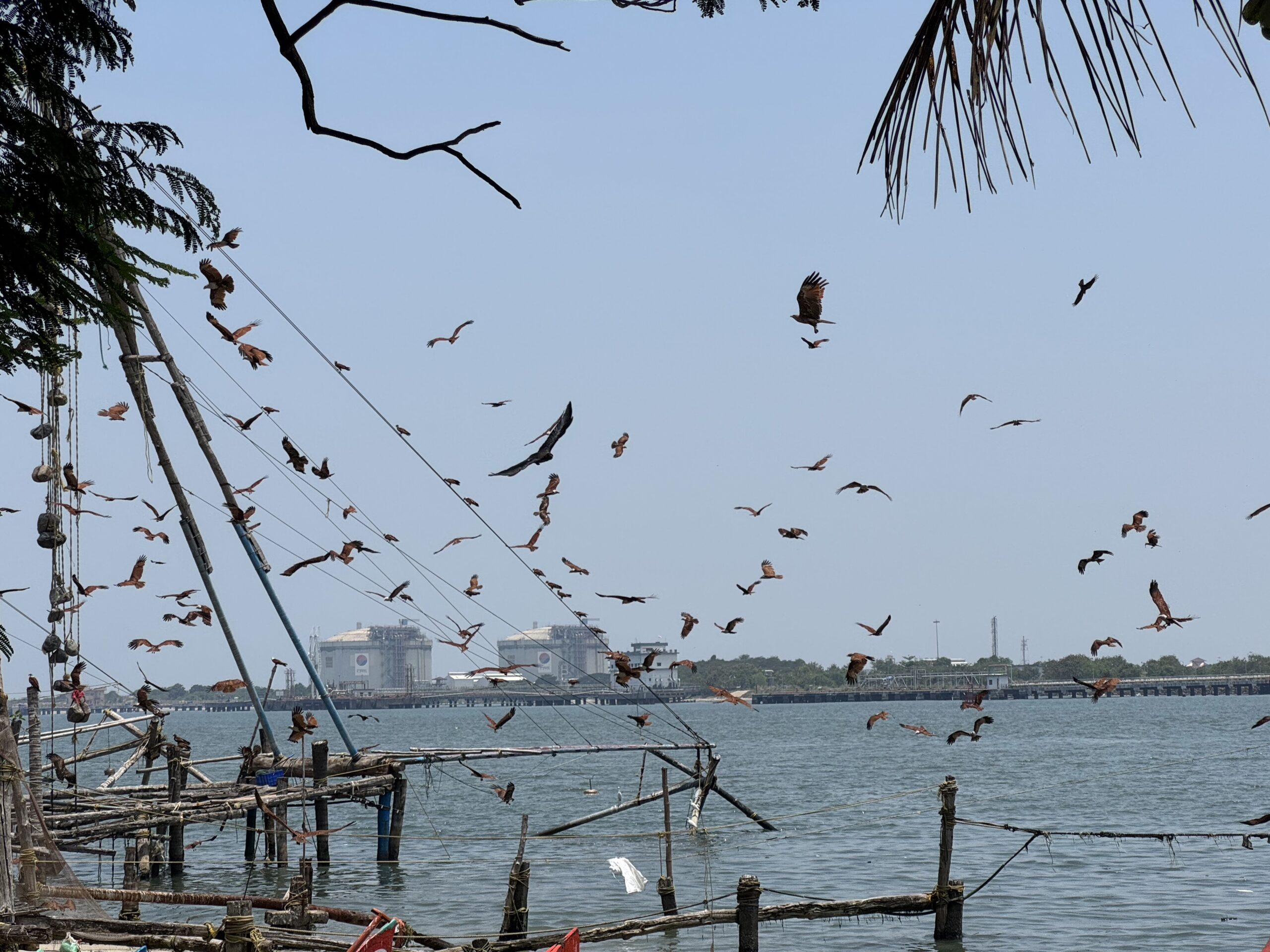 Birds flying over a harbor with wooden posts and fishing nets in the foreground, water and distant buildings in the background.